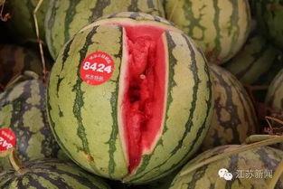 老瓜农麒麟瓜今日价格,老瓜农带你领略夏日美味新选择