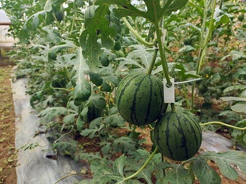 中牟吊瓜今日报价表最新,行情动态一览