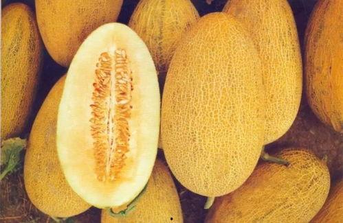 鼎信哈密瓜今日行情,品质瓜果价格走俏，市场供需两旺”