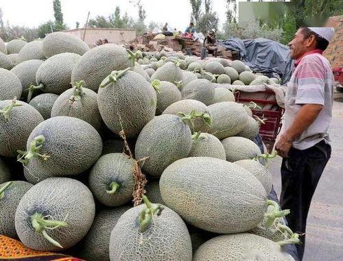 海南哈密瓜行情今日价格,价格行情一览