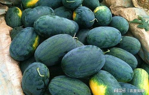 闽南人腌制的黑瓜怎么吃,黑瓜腌制秘籍与多样食用指南