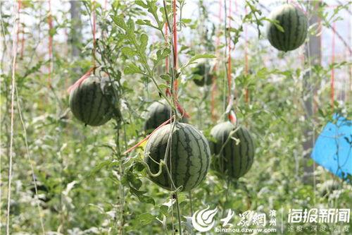 今日看料吃瓜视频