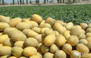 黄哈密瓜今日三亚批发价,品质佳价优，抢购正当时！”