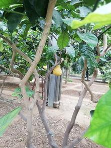 寿光吊瓜菜价今日菜价多少,价格波动解析”