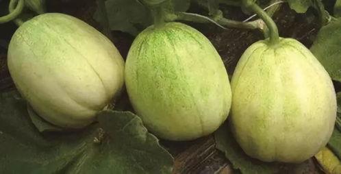 今日楞瓜价格,楞瓜价格波动解析