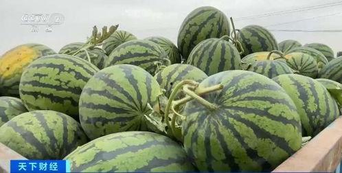 经典的瓜多少钱今日行情,今日瓜价一览