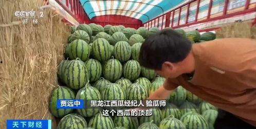 经典的瓜多少钱今日行情,今日瓜价一览