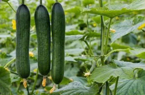 黑料社区吃瓜入口,揭秘娱乐圈背后的秘密，吃瓜入口，一网打尽