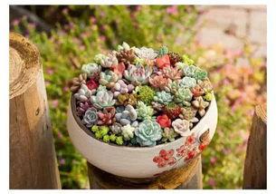 多肉小野猫黑瓜吃料网,多肉小野猫的食趣之旅