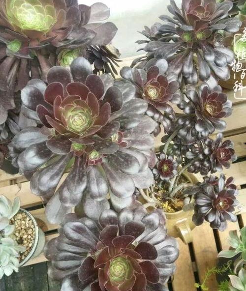 多肉小野猫黑瓜吃料网,多肉小野猫的食趣之旅