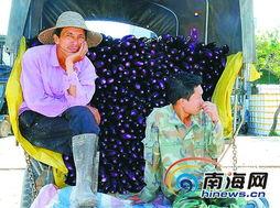 今日崖城收购瓜菜价格,今日收购行情一览