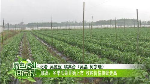 今日崖城收购瓜菜价格,今日收购行情一览