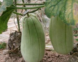 吃黑疙瘩脆瓜的好处,营养美味，健康生活新选择