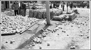 今日阎良关山瓜价格