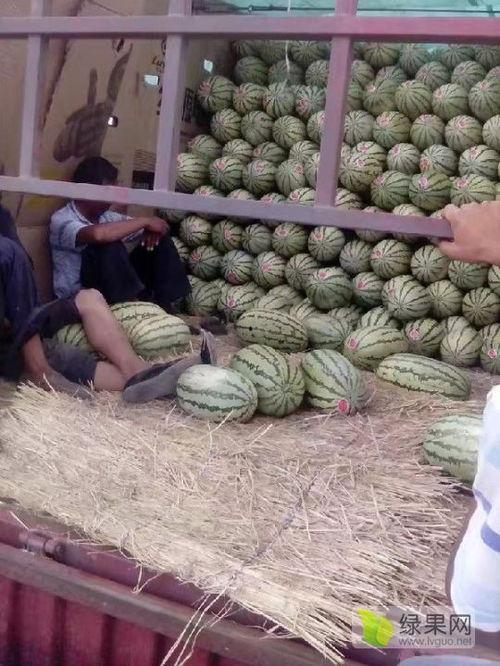 今日麒麟瓜价格