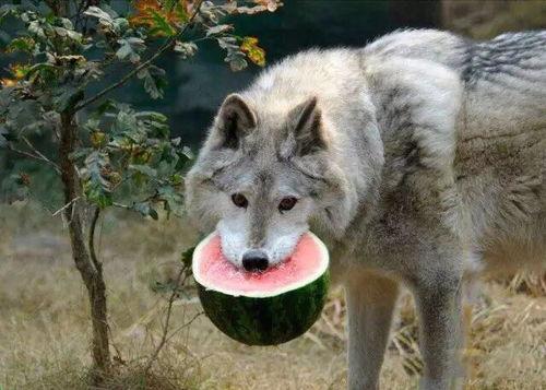 黑犬酱吃瓜,揭秘娱乐圈幕后真相