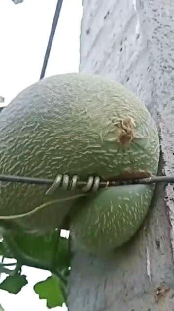 今日柳州市哈密瓜价格,今日行情一览