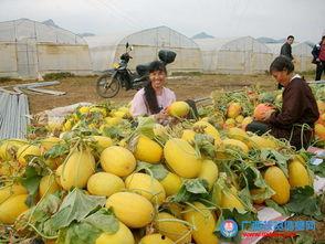 今日柳州市哈密瓜价格,今日行情一览