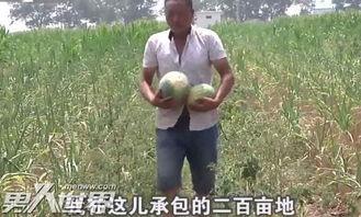 今日热点偷瓜,一场关于乡野趣事的全民热议