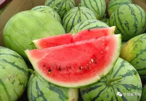 911 红领巾今日吃瓜