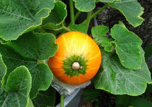 哺乳期可以吃黑瓜吗,黑瓜是否适宜食用