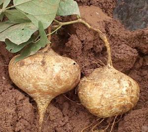 土瓜烧干黑一点吃,尽享独特风味之旅