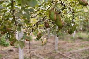 八月瓜的黑籽可以吃吗