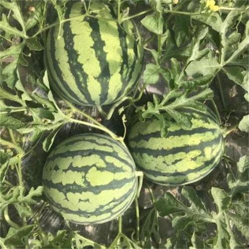 麒麟瓜带黑籽吗怎么吃的,独特口感与营养揭秘