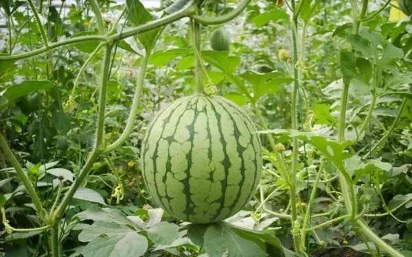 今日吃瓜热门大瓜朝阳,今日吃瓜热门大瓜揭秘