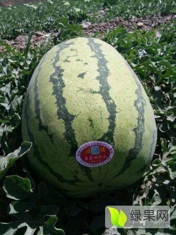 今日宁夏硒砂瓜价格,品质优势助力丰收季”