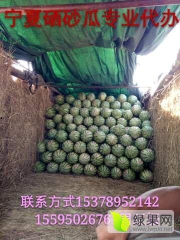 今日宁夏硒砂瓜价格,品质优势助力丰收季”