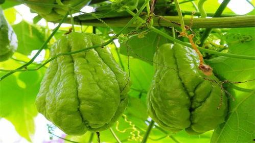 佛手瓜今日价格行情