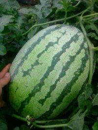 徐州硒砂瓜今日报价,价格行情一览