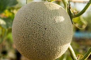 广西哈密瓜多少钱一斤今日价格,行情一览，一斤多少钱？