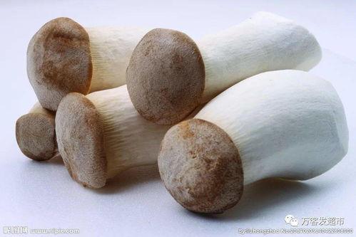 今日附近蒲瓜的价格,实惠之选，品质生活新体验