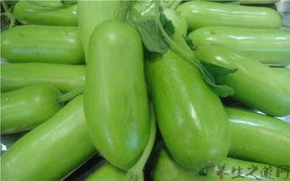 今日附近蒲瓜的价格,实惠之选，品质生活新体验