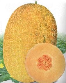 今日哈密瓜种子价格,今日行情一览